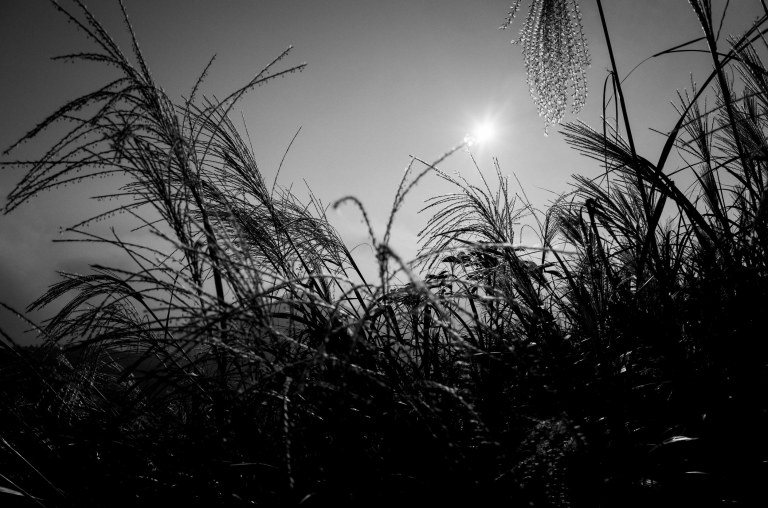 A little landscape work with the Ricoh.