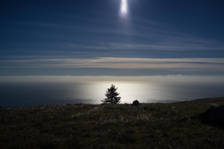 A tree under the sun. Mt. Tam. (Sony RX1r)