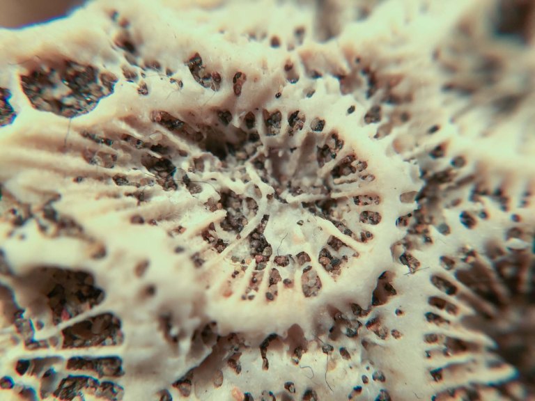 White balance seems way off with the lights I was using and the iPhone. I fiddle with it a little and tried to get the balance right in Lightroom.