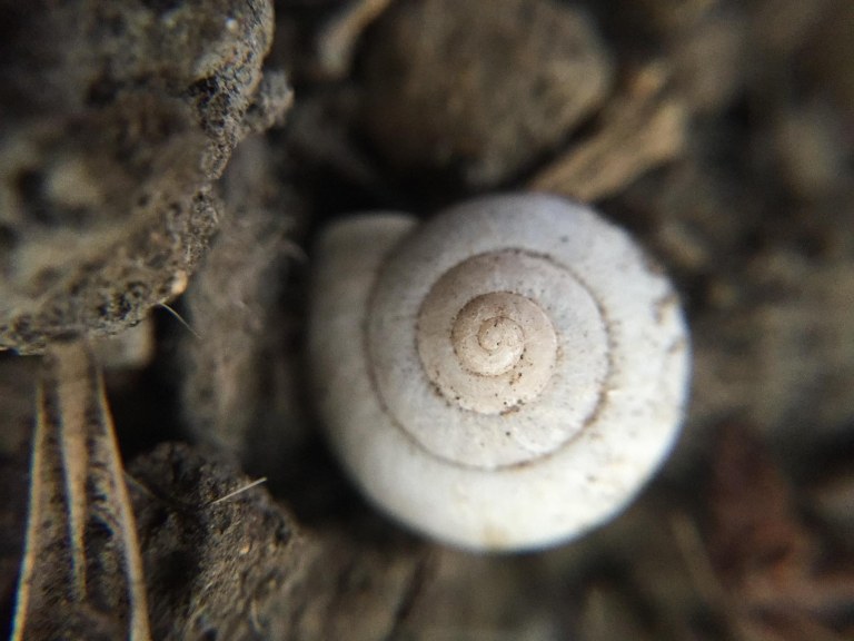 This little snail is a little smaller than the size of a dime.
