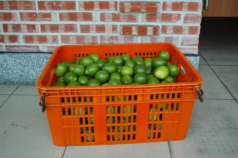 Very pleased with the colors this Foveon sensor spits out (Sigma DP1 Quattro, raw edited, converted jpeg and resized)