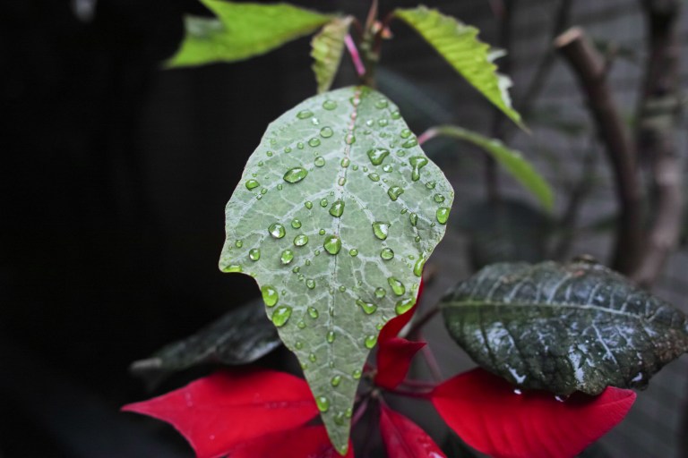 Had a flat battery, but just had to squeeze out one shot.