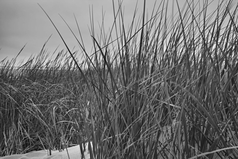 Beach grass in the dunes. (Sigma DP1 Quattro)