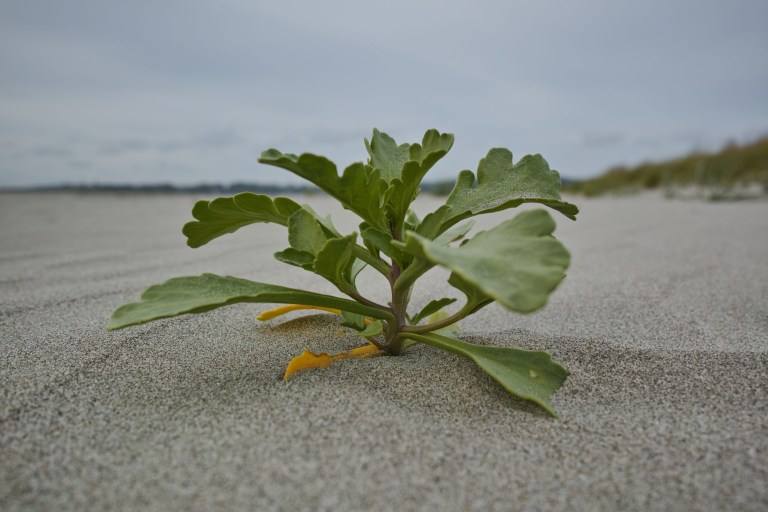 A tiny bit of life popping up in the sand. Seaside, Oregon. (Sigma DP1 Quattro, handheld)