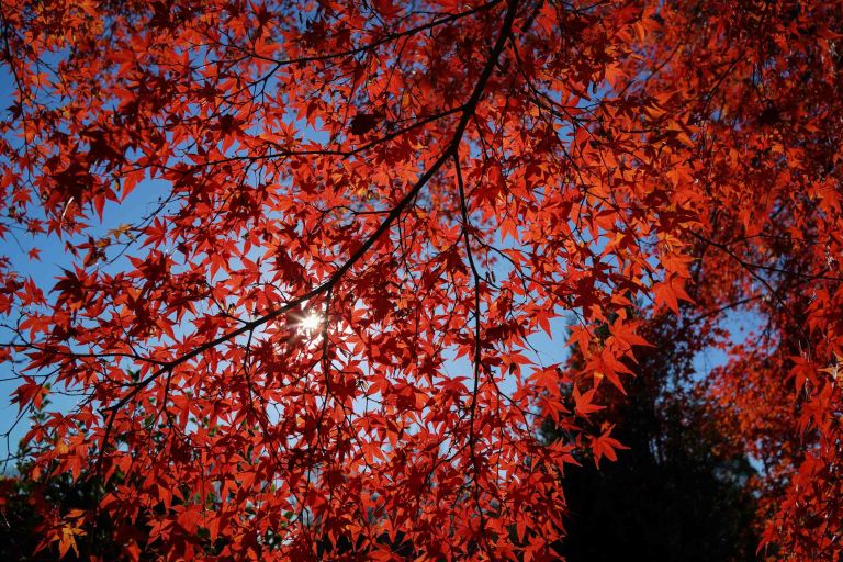 Deep, rich reds. (Sony RX1r)