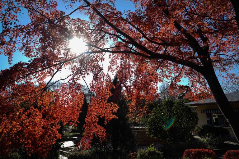 The view looking through a large Japanese Maple. (Sony RX1r)