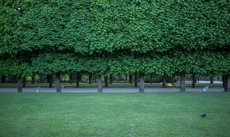 You can expect to see perfectly manicured and healthy trees throughout the park.