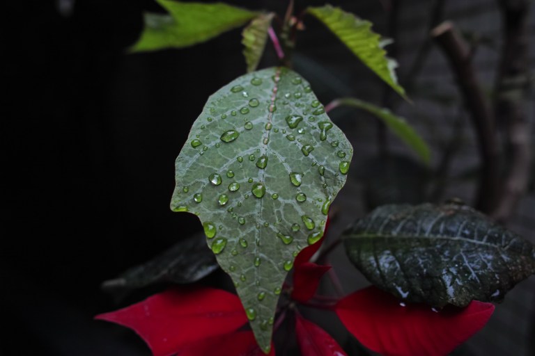 A good example of an underexposed image. (Sigma DP1 Quattro - unedited - straight out of camera jpg)
