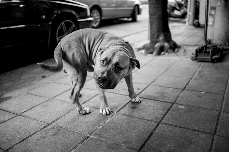 20171109-DSC01527-Edit-Edit